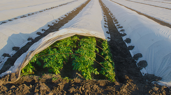 Agriculture and Animal Husbandry